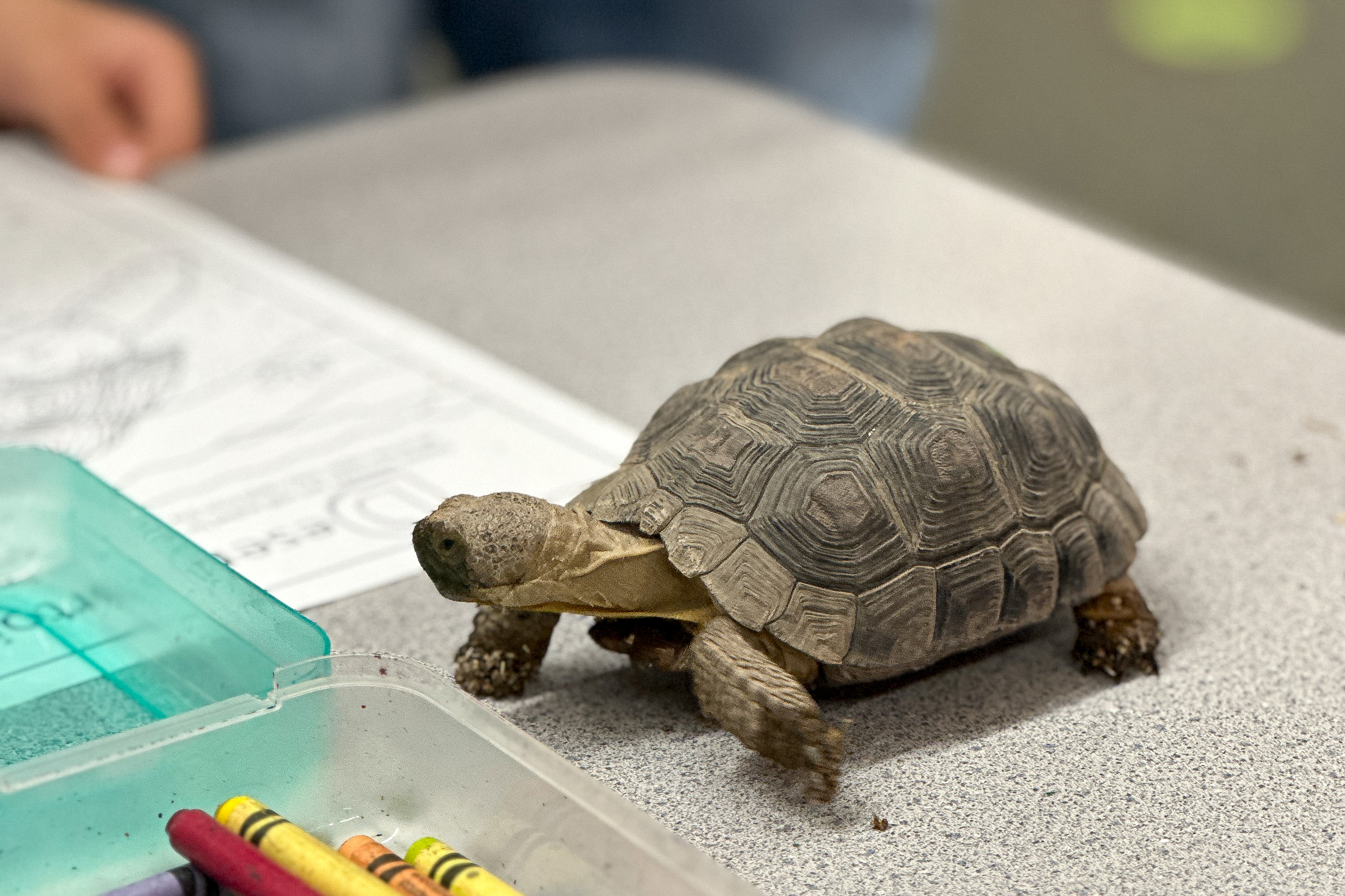 Tommy the desert tortoise crawls across a desk next to a container of crayons