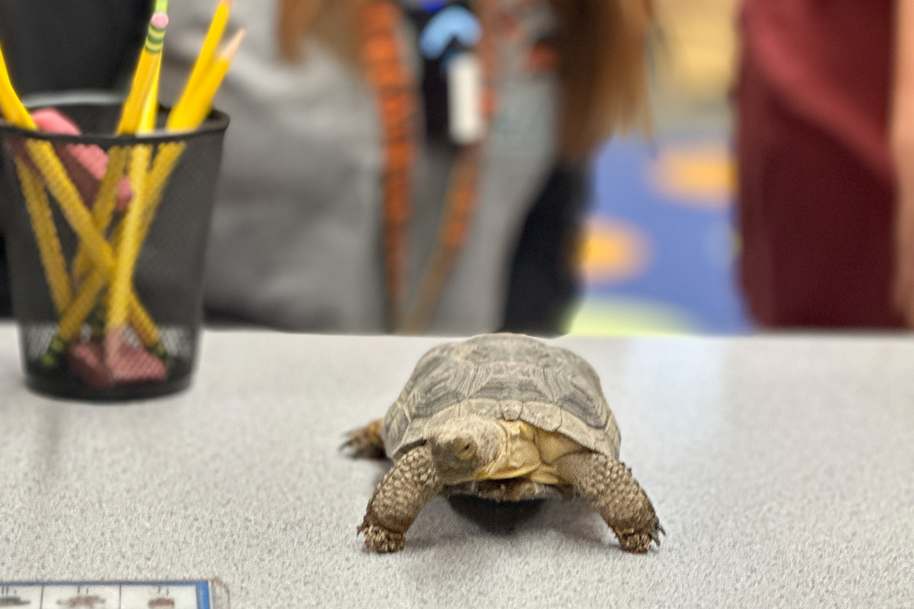 Tommy the desert tortoise crawls across a table, with a cup of pencils behind him